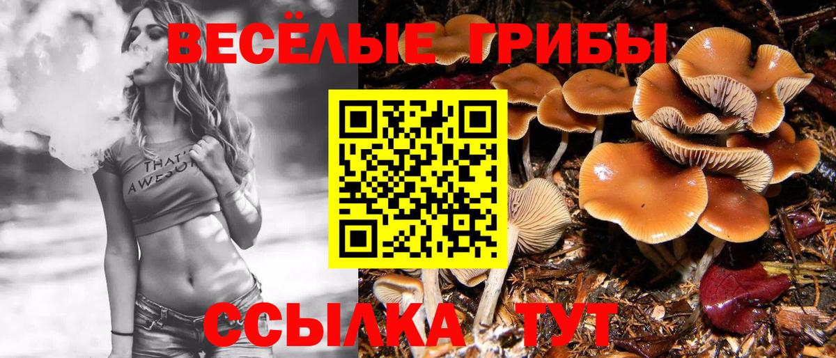 Псилоцибиновые грибы Psilocybine cubensis Малоярославец